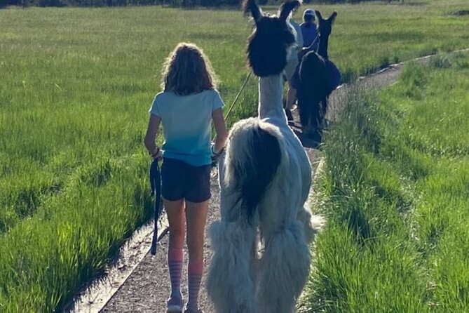 Guided Llama Hike in the Rocky Mountains - Tips for an Enjoyable Llama Hike