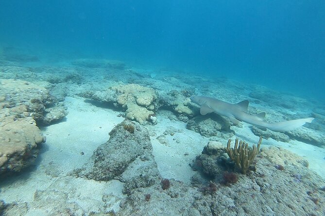 Guided Reef Snorkeling Tour in Pompano Beach Review - Snorkeling Experience