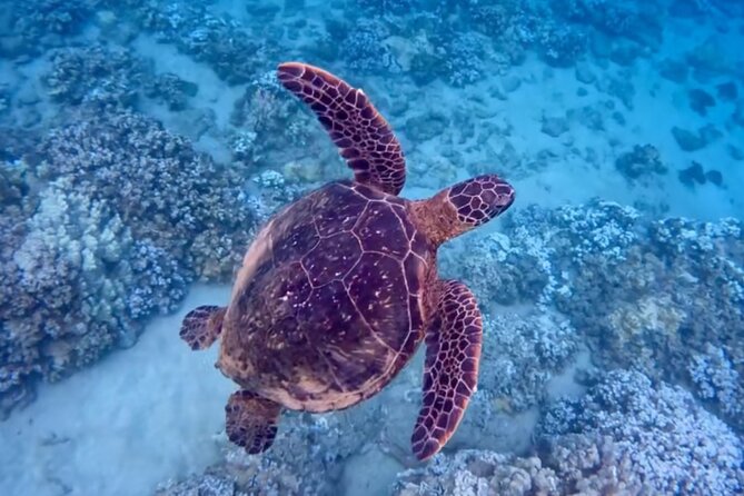 Guided Snorkeling for Beginners With Flotation Wetsuit - Sum Up