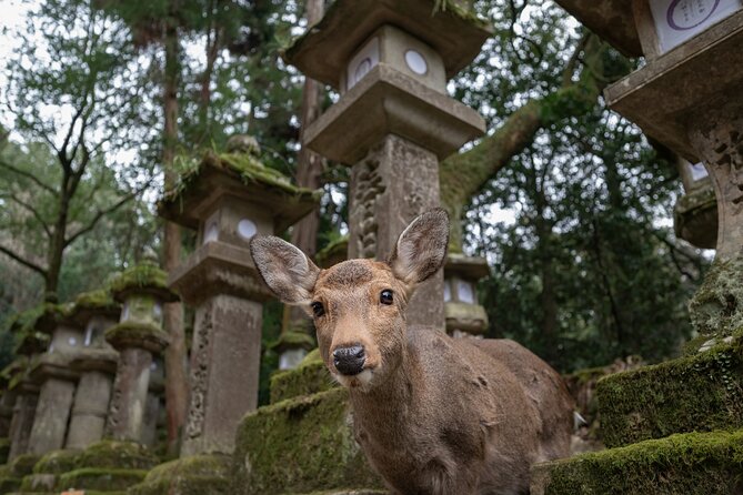 Guided Tour of Todai-ji and Nara Park (Guide in Spanish) - About Todai-ji and Nara Park