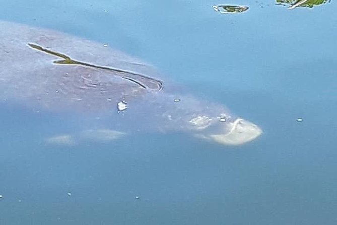 Guided Two Hour Boat Tour of the Indian River Lagoon - Guest Reviews and Feedback