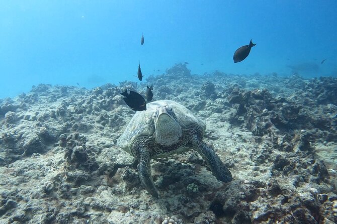 Guided Waikiki Turtle Snorkeling Review - Frequently Asked Questions