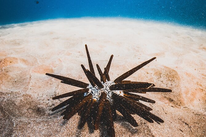 Half-Day Deluxe Molokini Snorkel Excursion in Maui - Exploring Underwater Ecosystems