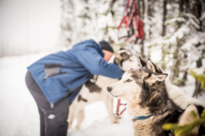 Half Day Drive Your Own Dog Team Dog Sledding Tour - What to Expect