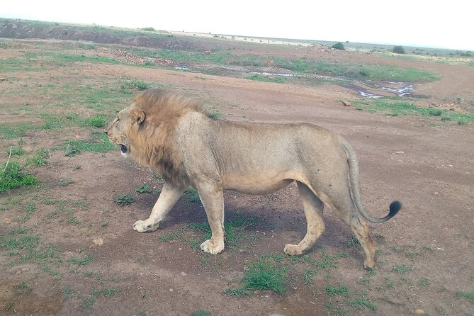 Half Day Morning or Afternoon Guided Tour : Nairobi National Park - Pricing and Booking Information