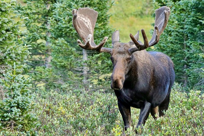 Half-Day Rocky Mountain National Park Mountains to Sky Tour - RMNPhotographer - Professional Photography Tips From the Guide
