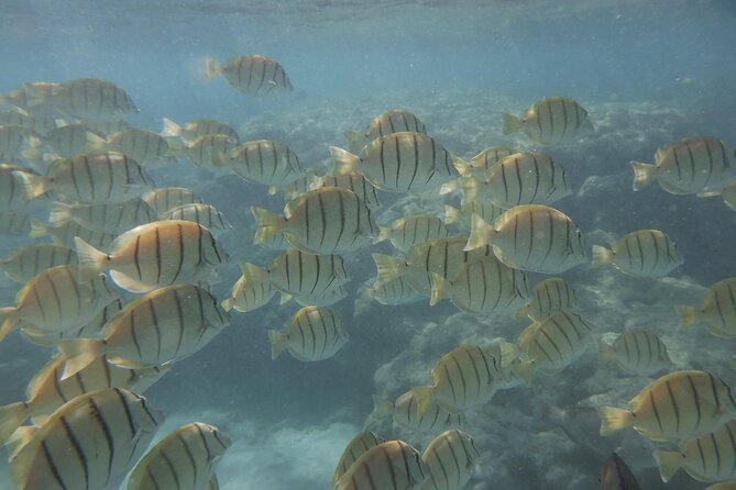 Hanauma Bay Guided Snorkeling Tour With Transportation - Photographic Opportunities