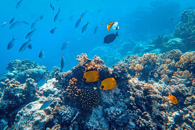 Hanauma Bay Snorkel - Pricing and Cancellation Policy