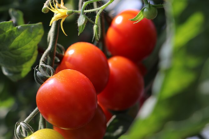 Harvest Experience in Akaigawa With Lunch Freshly Picked Veggies - Cancellation Policy