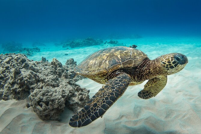 Hawaii Snorkeling With Turtles Boat Tour in Waikiki - Included Amenities and Gear