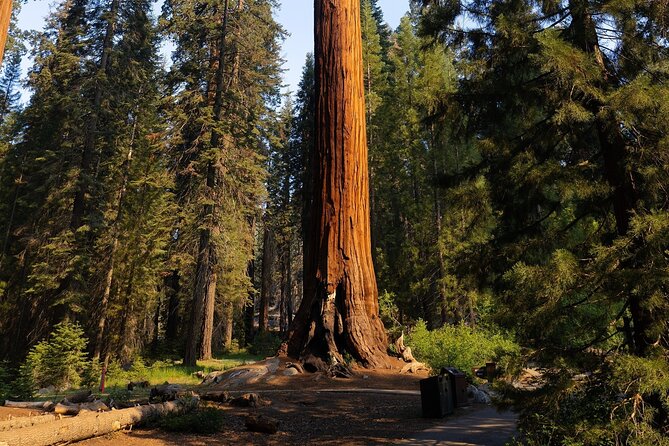 Heart of the Giant Forest Hike - Planning Your Hiking Adventure