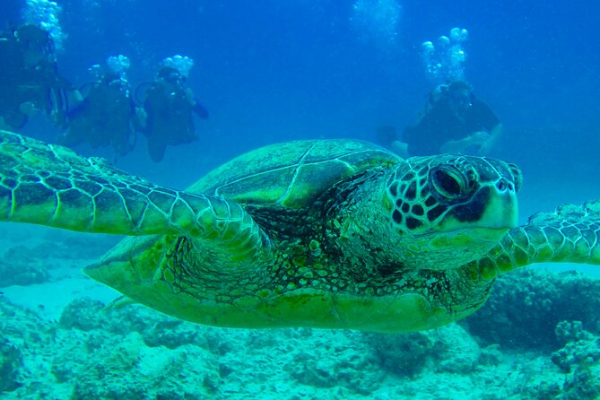 Hilos Remote Tropical Reef 2 Tank Boat Dive - Pricing and Payment Options