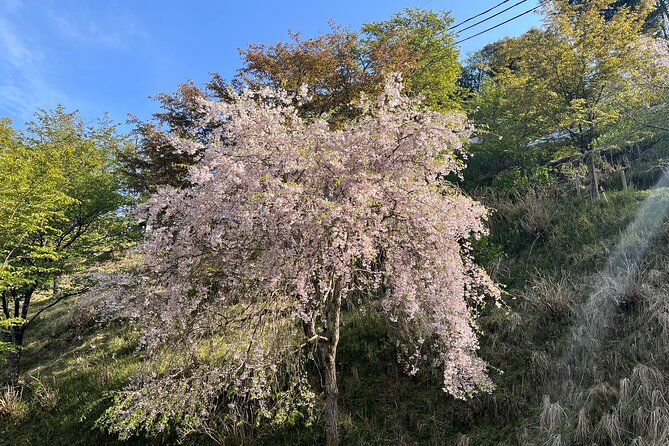 Historic and Natural Guided Hike in Yoshino - Gaining Insights Into Yoshinos Rich History