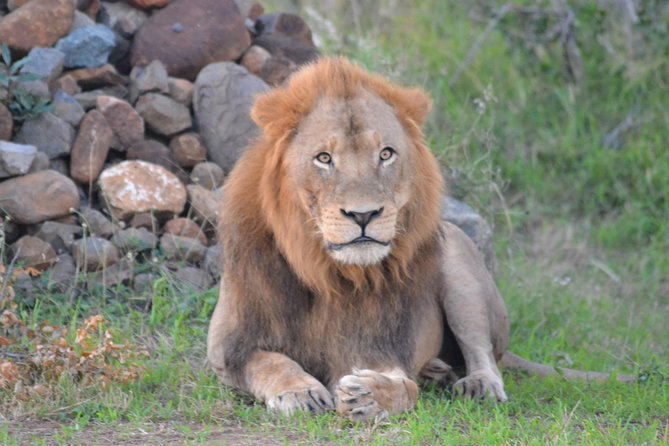 Hluhluwe Imfolozi Big 5 Safari Tour From Durban - Frequently Asked Questions