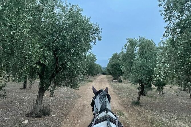 Horseback Riding Through the Apulian Countryside - Included Amenities