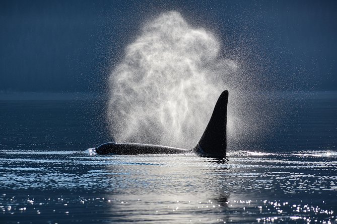 Juneau Lighthouse Tours - Whale Watching & Lighthouse Combo - Cancellation Policy