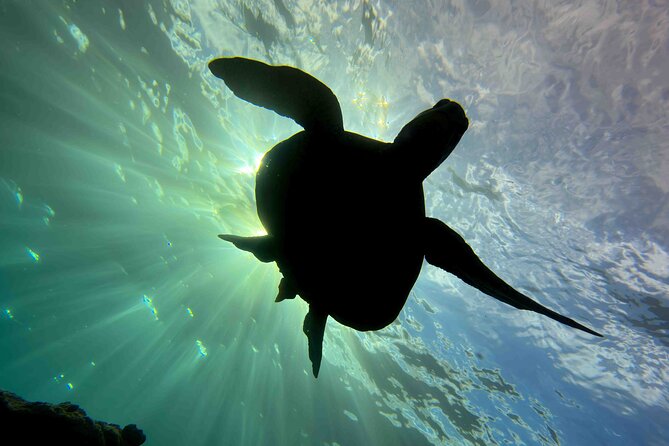 Kauais Exclusive Morning Scuba Charter for Experienced Divers - What to Bring and Prepare
