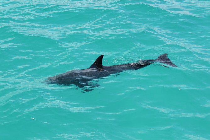 Key West Tours From Miami: Dolphin Discovery, Snorkeling & More ! - Meeting and Pickup Details