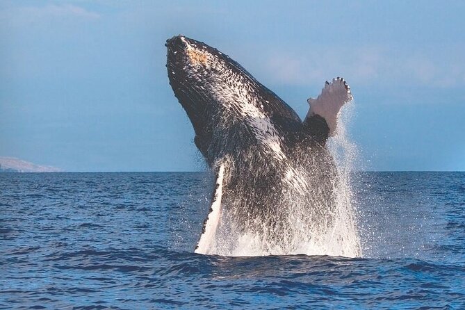 Kona Coastline Escape: Sail With Dolphins & Turtles on Honi Olani - Inclusions and Pricing Details