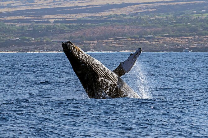 Kona Humpback Whale Watching Review - Memorable Moments