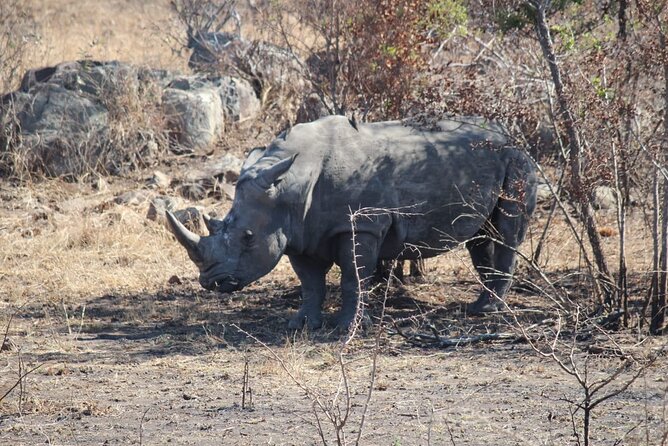 Kruger National Game Park Three Day PRIVATE Tour - Accessibility Features