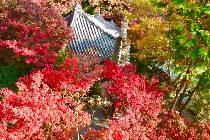 Kyushu Highlights Tour Temples Hot Springs and Anime Adventure - Tour Guide and Language Support
