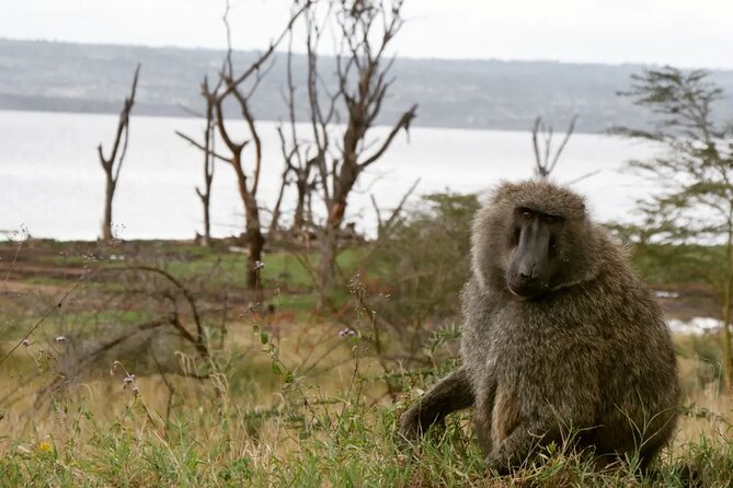Lake Nakuru NP Half-Day Safari - Customer Feedback