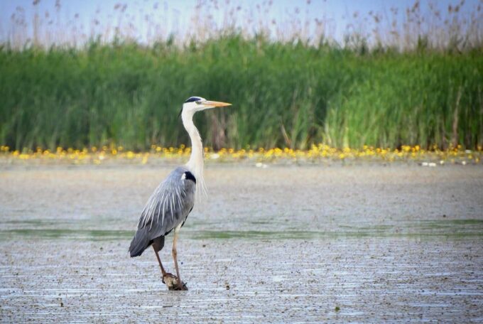 Lake Tisza: Boat Trip in the Bird Paradise - Preparation for Your Trip
