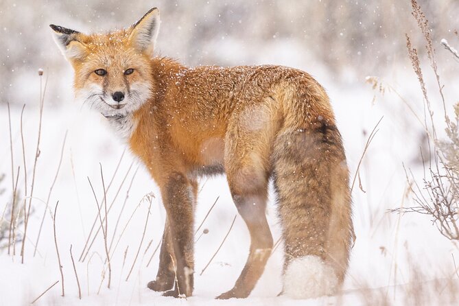 Lamar Valley: Winter Wildlife Safari + Lunch | Bozeman | PRIVATE - Wildlife Sightings and Photography Tips