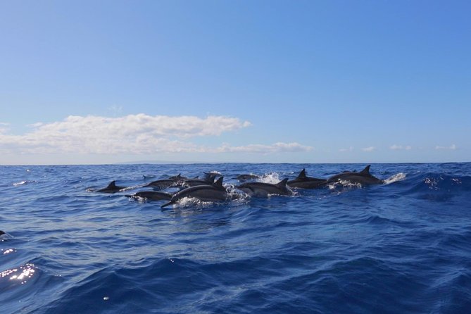 Lanai Deluxe Dolphin Adventure & 3 Snorkel Sites - Ideal for All Skill Levels