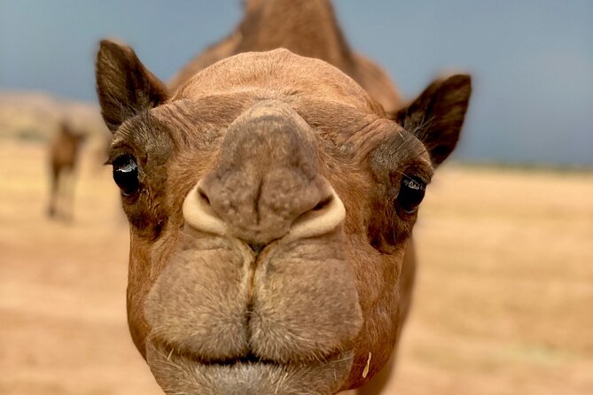 Las Vegas VIP Sunset Safari Tour Review - Visitor Feedback and Ratings
