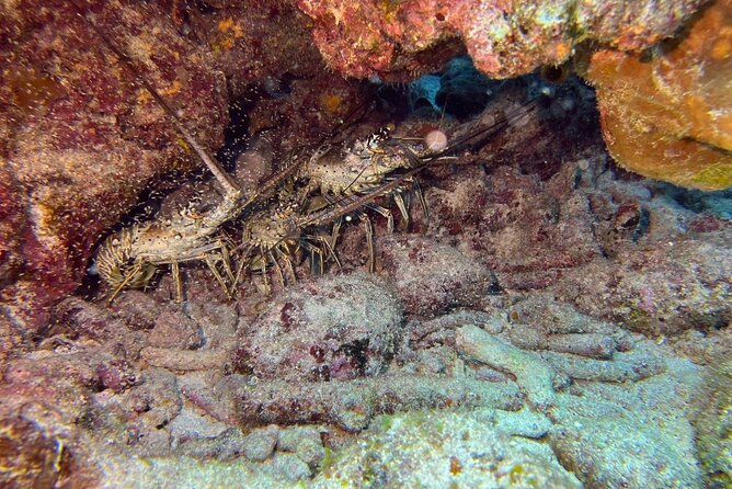 Let It Ride Charters-Private Fishing / Snorkel Combo Key Largo FL - What to Expect on the Trip