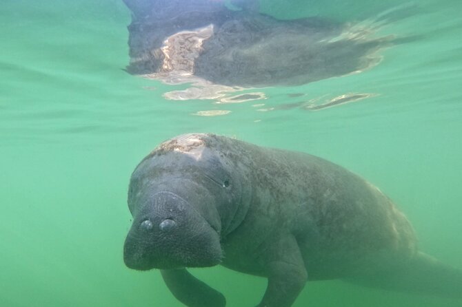 Lido Key Pedal Kayak Tour in Sarasota - Suitability for Different Visitors