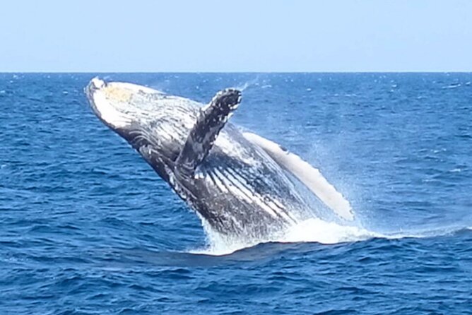 [Limited Time] From Onna Village (Maeda Fishing Port)! Whale Watching｜Completely Reserved Boat Charter Plan (4 Hour Course) - Whale Watching Experiences
