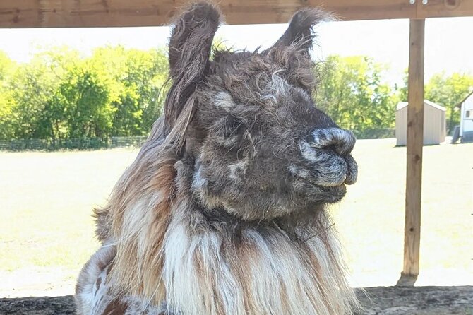 Llama Encounter at ShangriLlama Castle! - Getting to ShangriLlama Castle