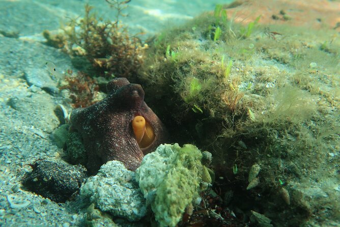 Luxury Snorkeling on Your Vacation Exclusively Private Guaranteed - Accessibility and Accommodations