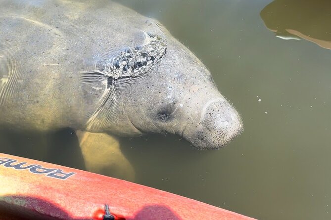 Manatee Discovery Anna Maria Island - Safety and Accessibility Considerations