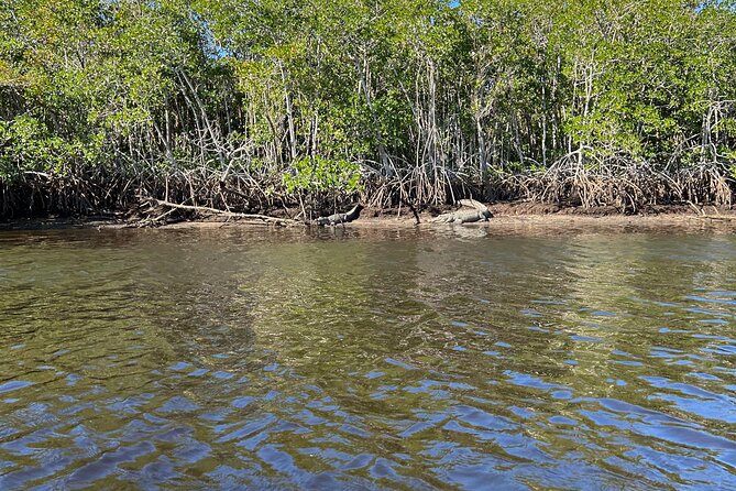 Manatees, Grasslands and Mangroves Kayak Tour (Small Group Tour) - Kayaking Experience and Highlights