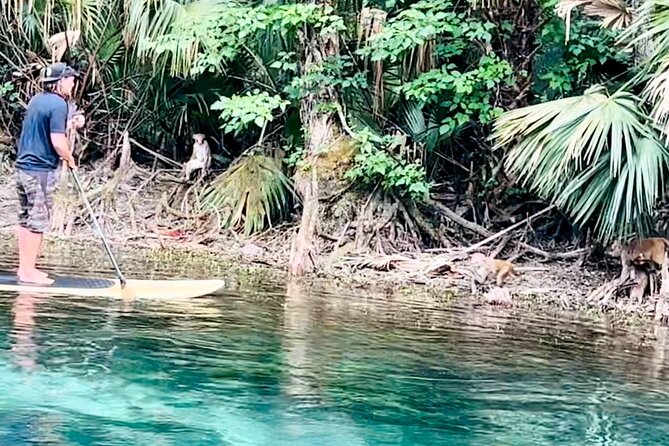 Manatees, Monkeys and Florida Natural Spring Adventure Tour - Spotting Monkeys and Other Wildlife