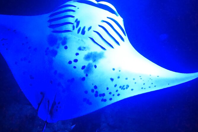 Manta Ray Night Snorkeling Adventure in Kailua-Kona - Preparing for the Adventure
