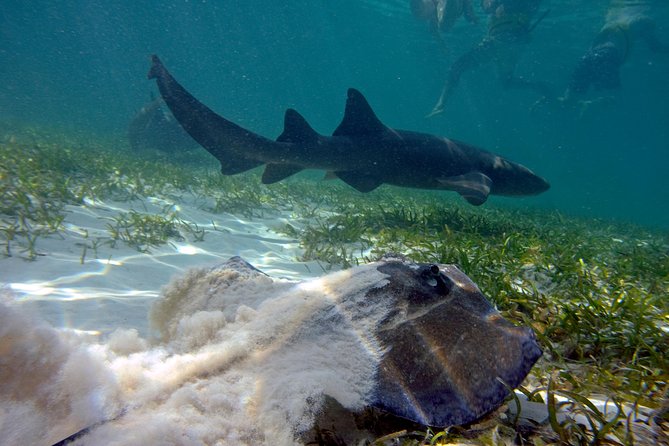Marinarium Snorkeling Cruise From Bayahibe - Highlights of the Cruise