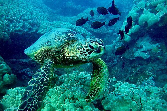 Marine Biologist Guided Snorkel Tour From Shore With Photos - Additional Information