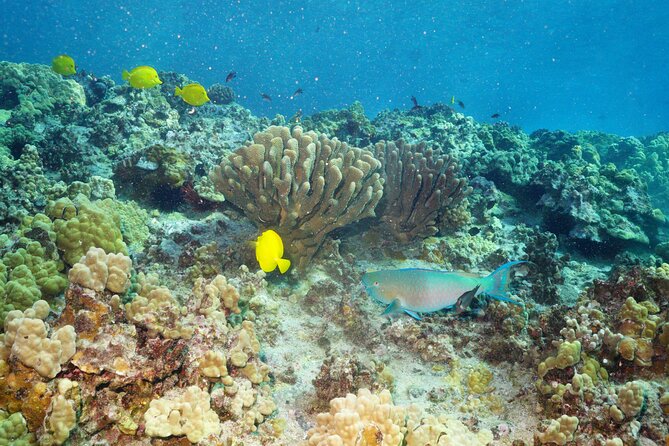 Maui Magic Adventure Snorkel: Molokini Crater and Turtle Stop - Booking and Cancellation Policy