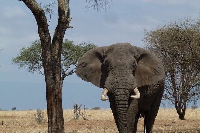 Mikumi National Park 3 Day Tour - Overview of Mikumi National Park