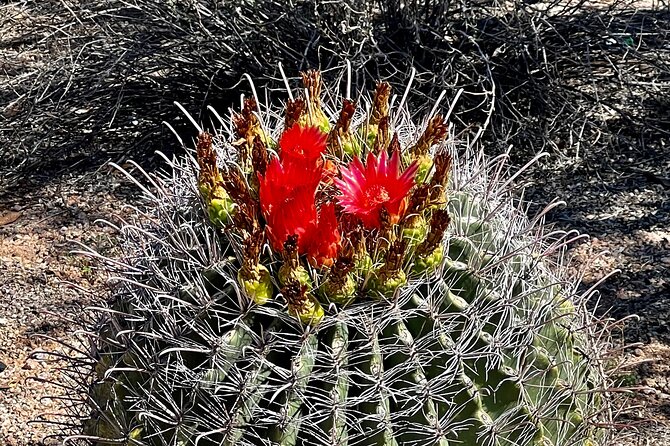 Mindful Journey: a Guided Morning Walk Through the Sonoran Desert - Engaging With the Knowledgeable Tour Guide