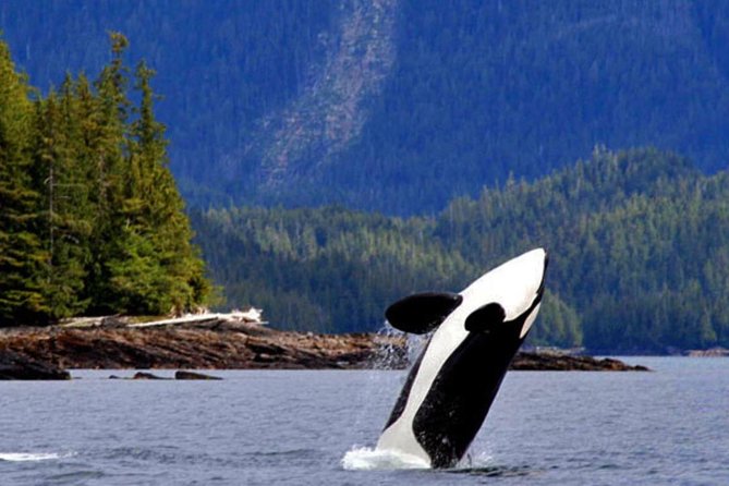 Misty Fjords Expedition - 6 Passenger Boat - Wildlife Viewing Opportunities
