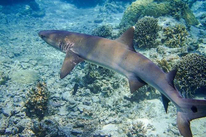 [Miyakojima, Diving Experience] Completely Charter Than 2 People Sea Turtle and Shark Sometimes Madaratobiei! Skin Diving at Deeper Points - Underwater Photography and Videography