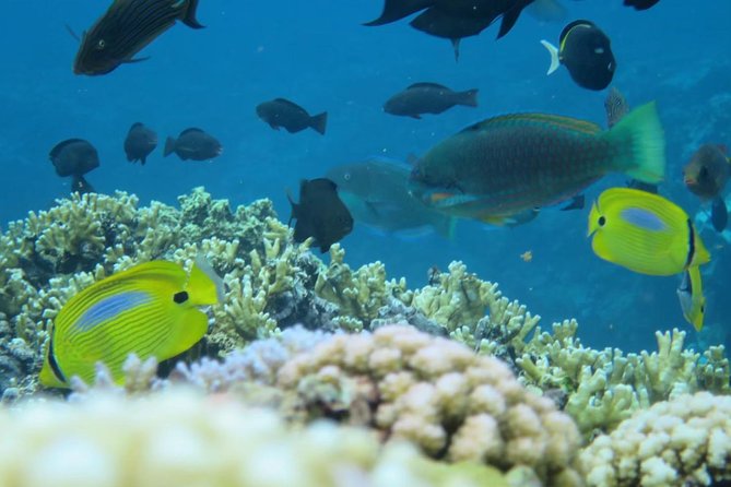 [Miyakojima Snorkel] Private Tour From 2 People Enjoy From 3 Years Old! Enjoy Nemo, Coral and Miyako Blue - Rental Equipment