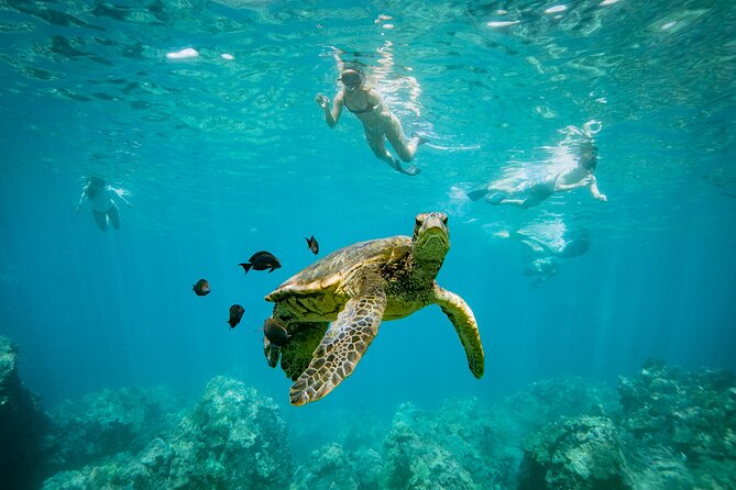 Molokini Snorkel & Whale Watching From Kihei - Navigating Rough Seas