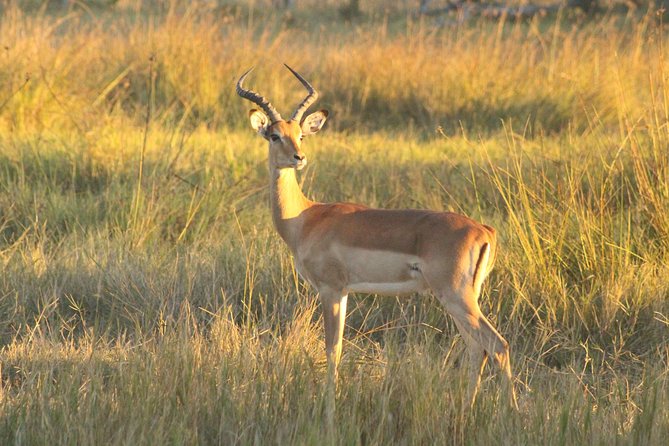 Moremi Game Reserve Day Trip - Meal Inclusions